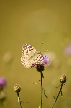 Beautiful butterfly sitting on a flower.
