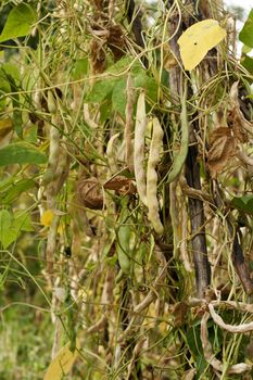 mature and green beans are ready for collection