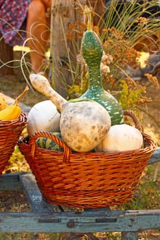 Wicker basket ful of decorative gourd