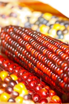 Close up of colorful dried indian corns