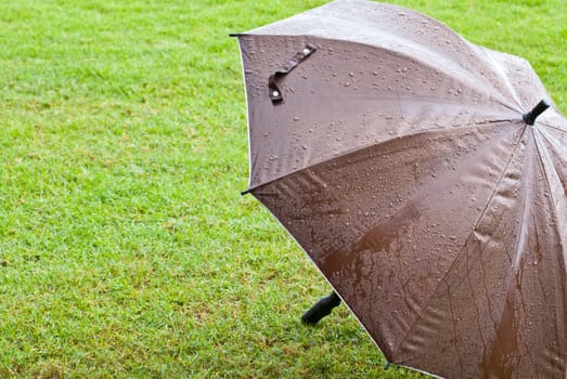 Brown umbrella on green grass during a rainy season
