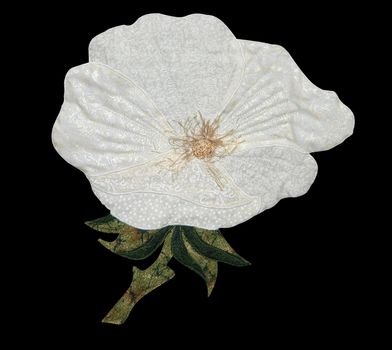 White Cloth Poppy isolated with clipping path