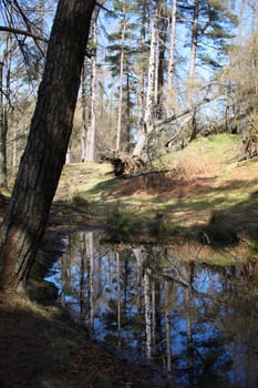 reflection in a lake