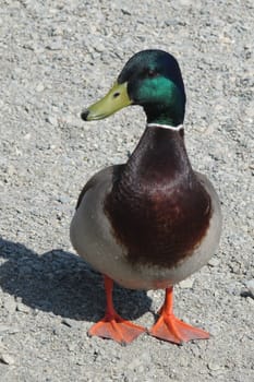 duck