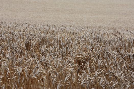 Field of crops