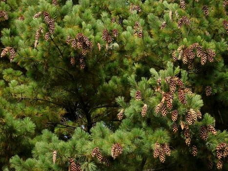 Background of pine tree needles with cones