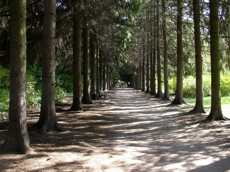 Strong ordered trees at the park avenue