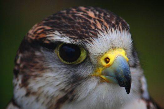 Close-up of a hawk