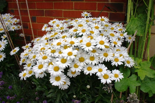 Leucanthemum