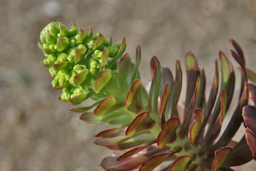 flowers, green, macro, nature, plant, summer, bloom, blooms, flowers, botany,  flora, flower, flower, flowers, garden, green, natural, nature, plant, plants, summer, bright, wild, wildflowers,