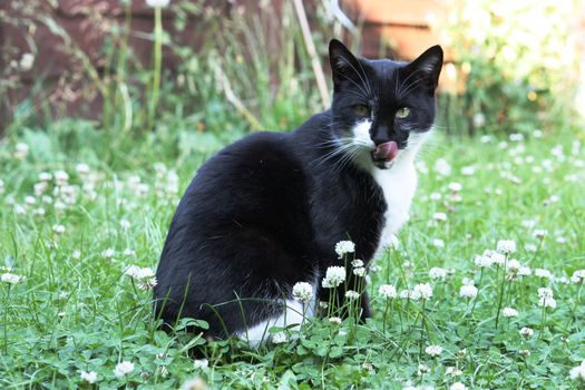 Black and White Cat sitting in grass