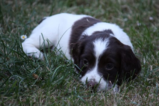 Working English Springer Spaniel puppy