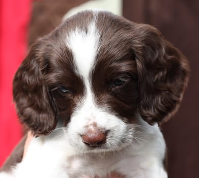 Working English Springer Spaniel puppy