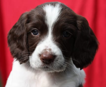 Working English Springer Spaniel puppy