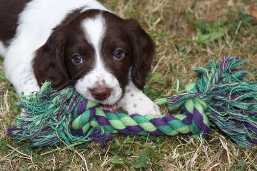 Working English Springer Spaniel puppy playing with her toy