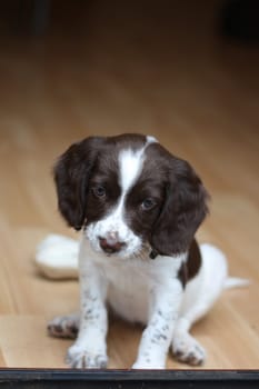 Working English Springer Spaniel puppy