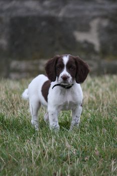 Working English Springer Spaniel puppy standing