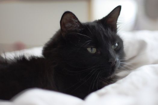 Cute long haired black cat