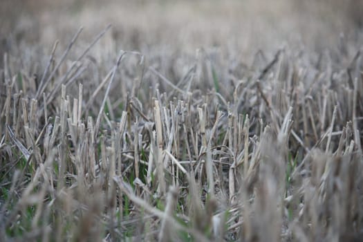 close-up of crops in a field