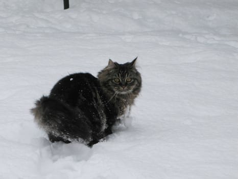 Cute long haired tabby kitten in playing in snow