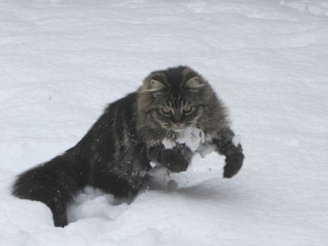 Cute long haired tabby kitten in playing in snow