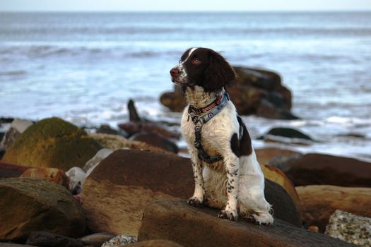 Working English Springer Spaniel on a beach