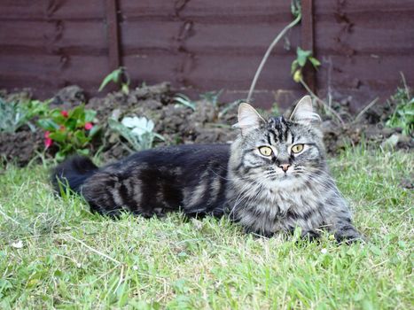 Very cute long haired tabby cat lying on grass