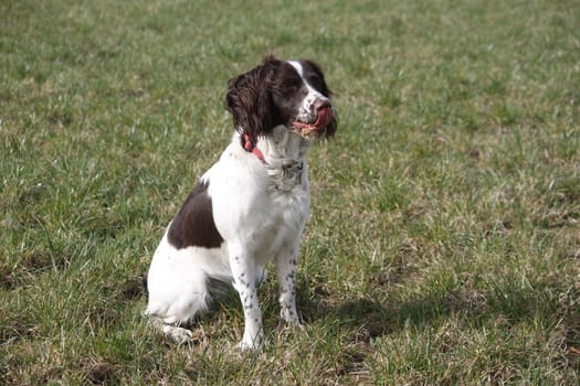 Working English Springer Spaniel sitting in a field