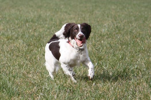 Working English Springer Spaniel running in a field