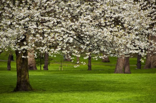 Tree in bloom in a park