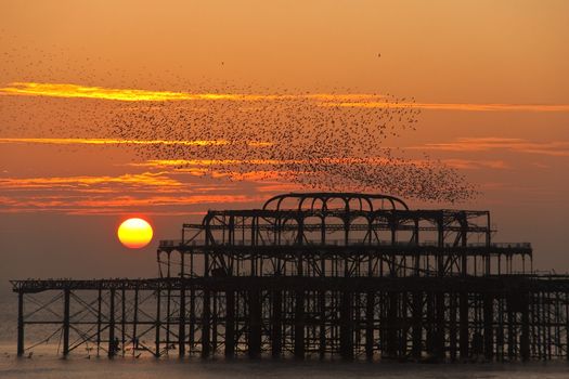 Flock of starlings over the West Pier in Brighton at sunset, UK