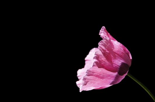 Pink poppy on a black background