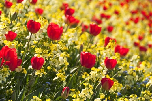 Red tulips and yellow flowers in spring