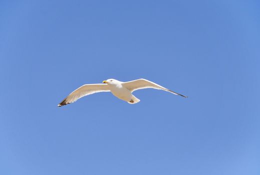 A seagull flying, blue sky background