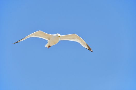 A seagull flying in a blue sky