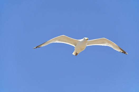 A seagull flying in a blue sky