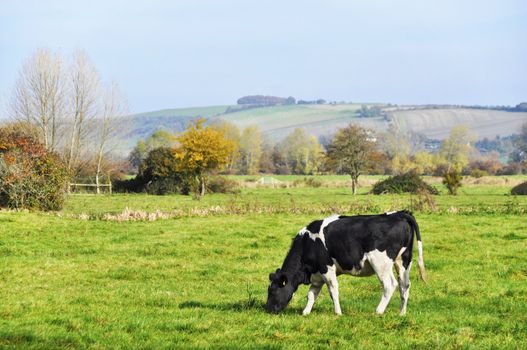 Cow in a meadow in fall