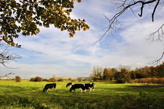 Cows in a meadow in fall