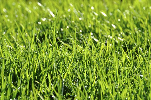 Dew on the lawn by a spring morning