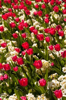 Red tulips and white flowers