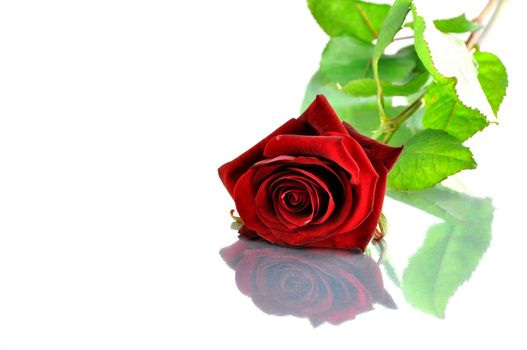 A single red rose and its reflection