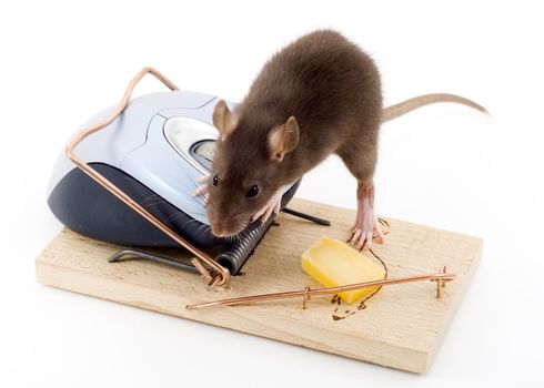 a mouse used his computer sibling to get to the cheese