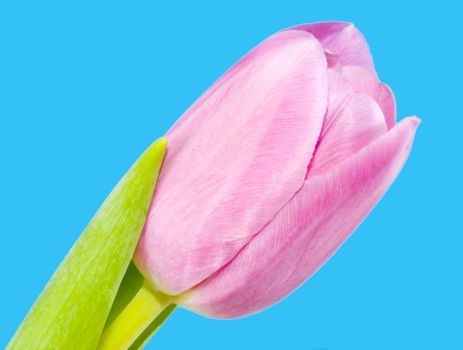 a bloom of a pink tulip on the blue background