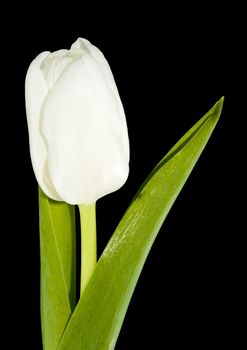 a bloom of a white tulip on the black background