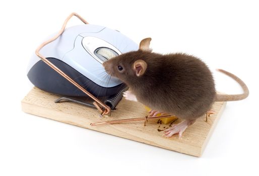 a mouse used his computer sibling to get to the cheese