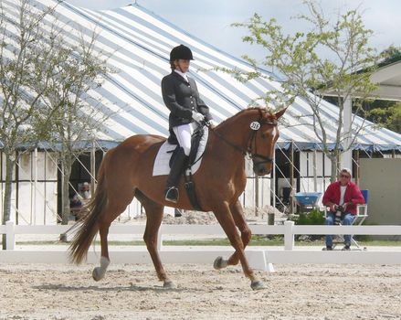 competition photo of horse and rider