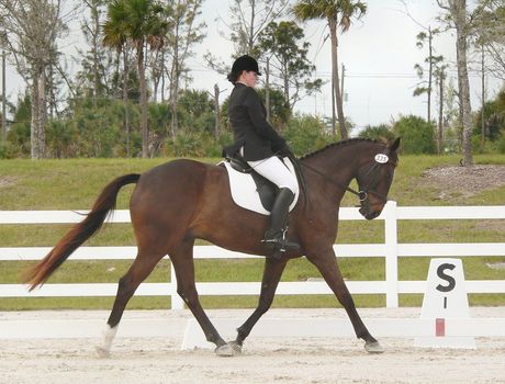 competition photo of horse and rider