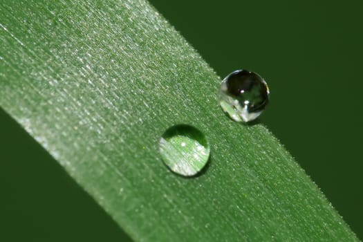 Diagonal view on  two rain drops on a blade of grass. Close-up image.