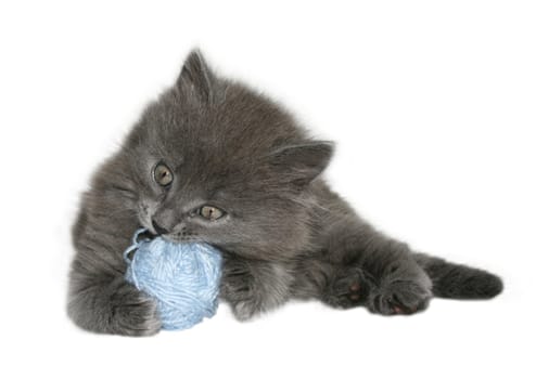 Small kitten on a white background.