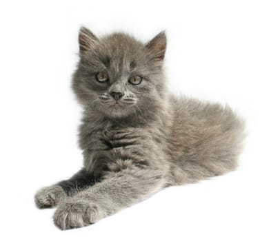 Small kitten on a white background.